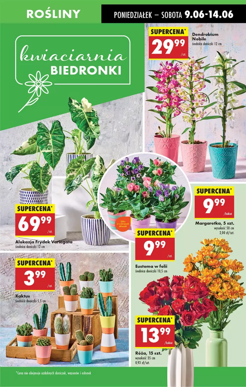 Gazetka promocyjna Biedronka - Od Poniedziałku - ważna 09.06 do 14.06.2025 - strona 19 - produkty: Kaktus, Róża, Sok