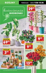 Gazetka promocyjna Biedronka - Od Poniedziałku - Gazetka - ważna od 14.06 do 14.06.2025 - strona 19 - produkty: Sok, Róża, Kaktus