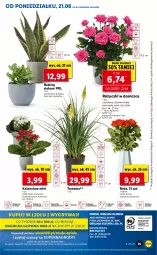 Gazetka promocyjna Lidl - GAZETKA - Gazetka - ważna od 23.06 do 23.06.2021 - strona 55 - produkty: Cień, O nas, Kalanchoe, Bukiet