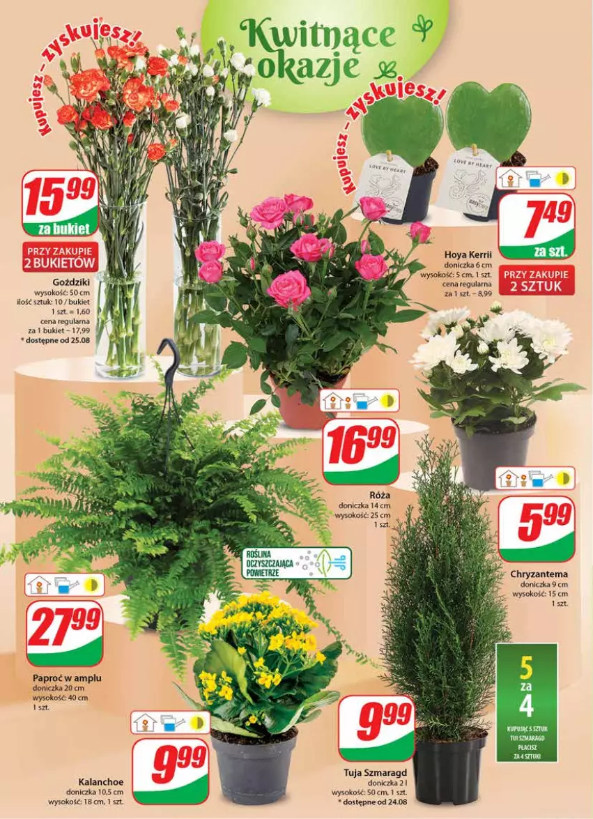 Gazetka promocyjna Dino - Gazetka 34 - ważna 23.08 do 29.08.2023 - strona 18 - produkty: Bukiet, Kalanchoe, Róża, Sok