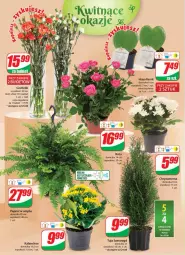 Gazetka promocyjna Dino - Gazetka 34 - Gazetka - ważna od 29.08 do 29.08.2023 - strona 18 - produkty: Sok, Róża, Kalanchoe, Bukiet