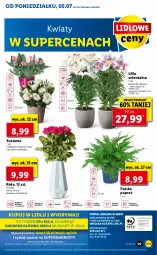 Gazetka promocyjna Lidl - GAZETKA - Gazetka - ważna od 07.07 do 07.07.2021 - strona 59 - produkty: Sok, Gry, Cień, Mola, Bukiet