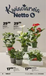 Gazetka promocyjna Netto - Od Piątku Przemysłowa - Gazetka - ważna od 31.12 do 31.12.2024 - strona 8 - produkty: Róża, Kalanchoe, Fa