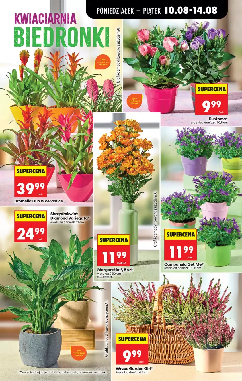 Gazetka promocyjna Biedronka - Od Poniedziałku - ważna 10.08 do 11.08.2026 - strona 29 - produkty: Bromelia, Campanula, Gra, Grafika, Sok, Wazon