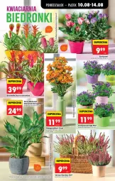 Gazetka promocyjna Biedronka - Od Poniedziałku - Gazetka - ważna od 11.08 do 11.08.2026 - strona 29 - produkty: Campanula, Sok, Gra, Wazon, Bromelia, Grafika