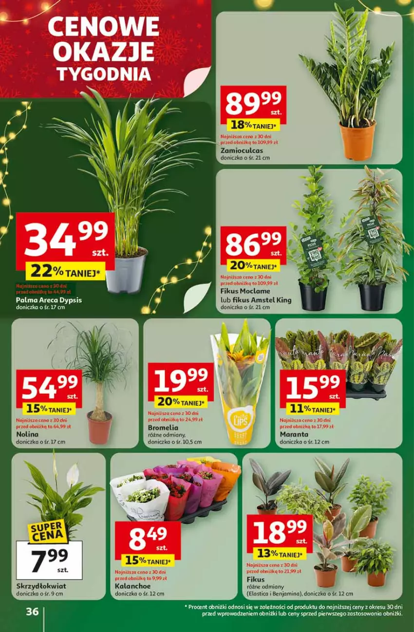 Gazetka promocyjna Auchan - Święta jak babcię kocham Hipermarket - ważna 13.11 do 19.11.2025 - strona 36 - produkty: Bromelia, Kalanchoe, Palma, Por