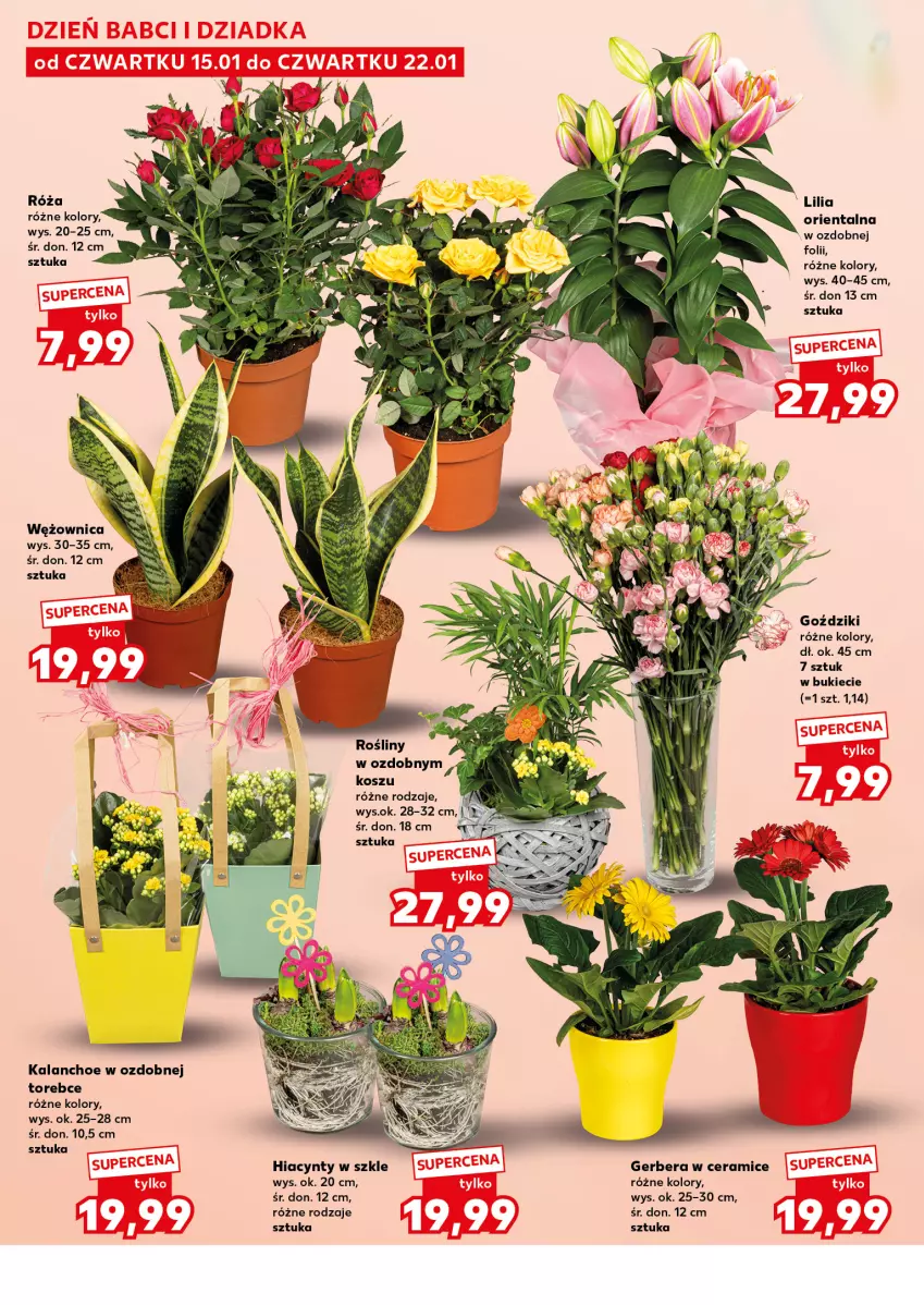 Gazetka promocyjna Kaufland - Kaufland - ważna 15.01 do 21.01.2026 - strona 14 - produkty: Gerber, Hiacynt, Kalanchoe, Kosz, Róża