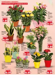 Gazetka promocyjna Kaufland - Kaufland - Gazetka - ważna od 21.01 do 21.01.2026 - strona 14 - produkty: Hiacynt, Gerber, Róża, Kosz, Kalanchoe