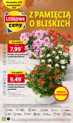 Gazetka promocyjna Lidl - GAZETKA - Gazetka - ważna od 31.10 do 31.10.2022 - strona 2 - produkty: Sok, Por, Chryzantema, Cień, O nas, Olej
