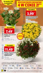 Gazetka promocyjna Lidl - GAZETKA - Gazetka - ważna od 31.10 do 31.10.2022 - strona 4 - produkty: Sok, Por, Chryzantema, Cień, O nas, Olej