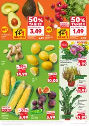Gazetka promocyjna Kaufland - Gazetka tygodnia - Gazetka - ważna od 10.09 do 10.09.2025 - strona 19 - produkty: Gra, Chryzantema, Cytryny, Figi, Rzodkiewka, Kukurydza, Imbir