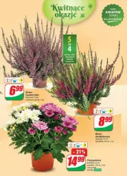 Gazetka promocyjna Dino - Gazetka - ważna od 03.09 do 03.09.2024 - strona 47 - produkty: Sok, Chryzantema