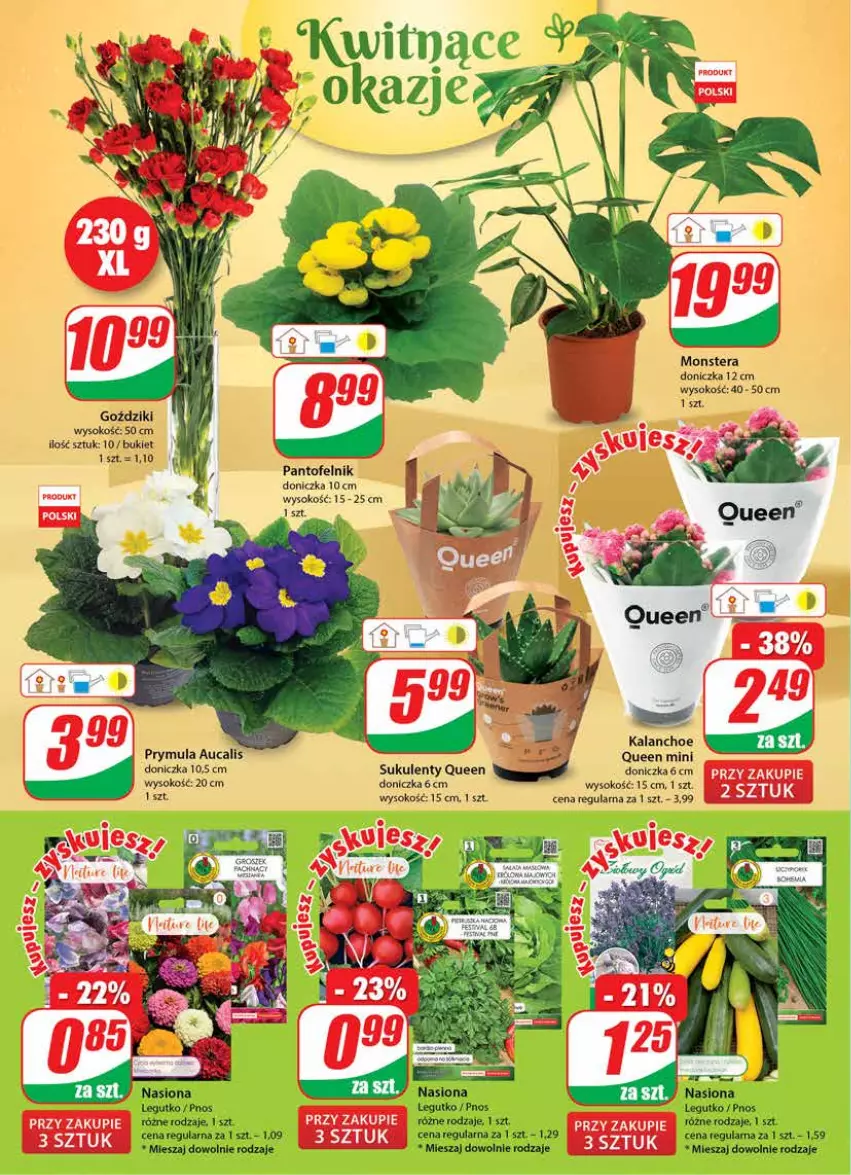 Gazetka promocyjna Dino - Gazetka - ważna 26.01 do 01.02.2022 - strona 16 - produkty: Bukiet, Kalanchoe, Prymula, Sok, Sukulent, Tera