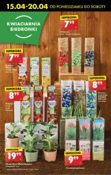 Gazetka promocyjna Biedronka - Od poniedzialku - Gazetka - ważna od 20.04 do 20.04.2024 - strona 61 - produkty: Por, Wazon, Gres