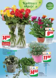 Gazetka promocyjna Dino - Gazetka 23 / 2024 - Gazetka - ważna od 11.06 do 11.06.2024 - strona 49 - produkty: Sok, Chryzantema, Bukiet
