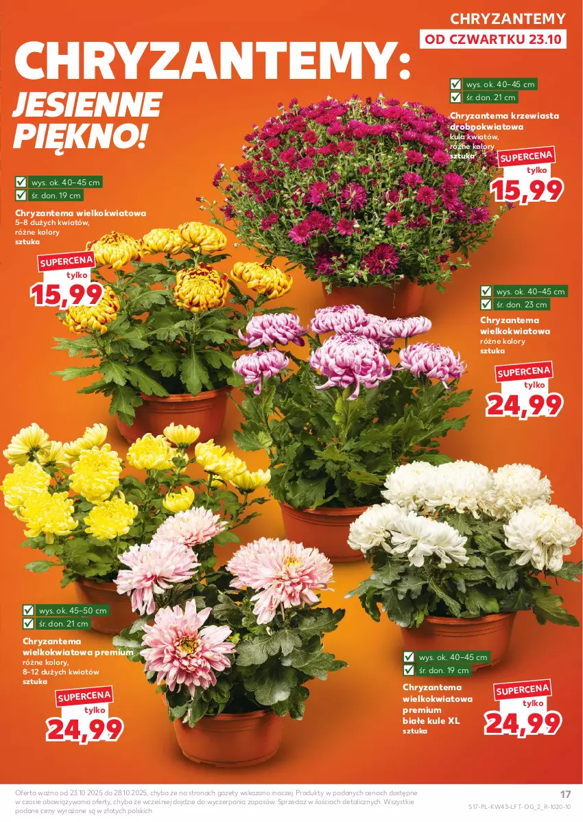Gazetka promocyjna Kaufland - Gazetka tygodnia - ważna 23.10 do 28.10.2025 - strona 17 - produkty: Chryzantema