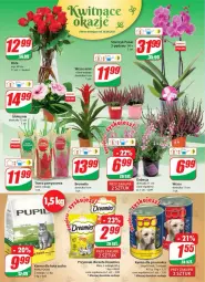 Gazetka promocyjna Dino - Gazetka - Gazetka - ważna od 31.08 do 31.08.2021 - strona 18 - produkty: Storczyk, Bromelia, Mars, Bukiet, Przysmak dla kota