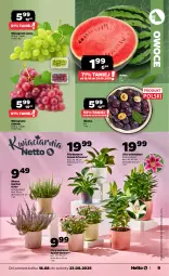 Gazetka promocyjna Netto - Od Poniedziałku - Gazetka - ważna od 23.08 do 23.08.2025 - strona 9 - produkty: Chryzantema, Owoce, Arbuz, Wino