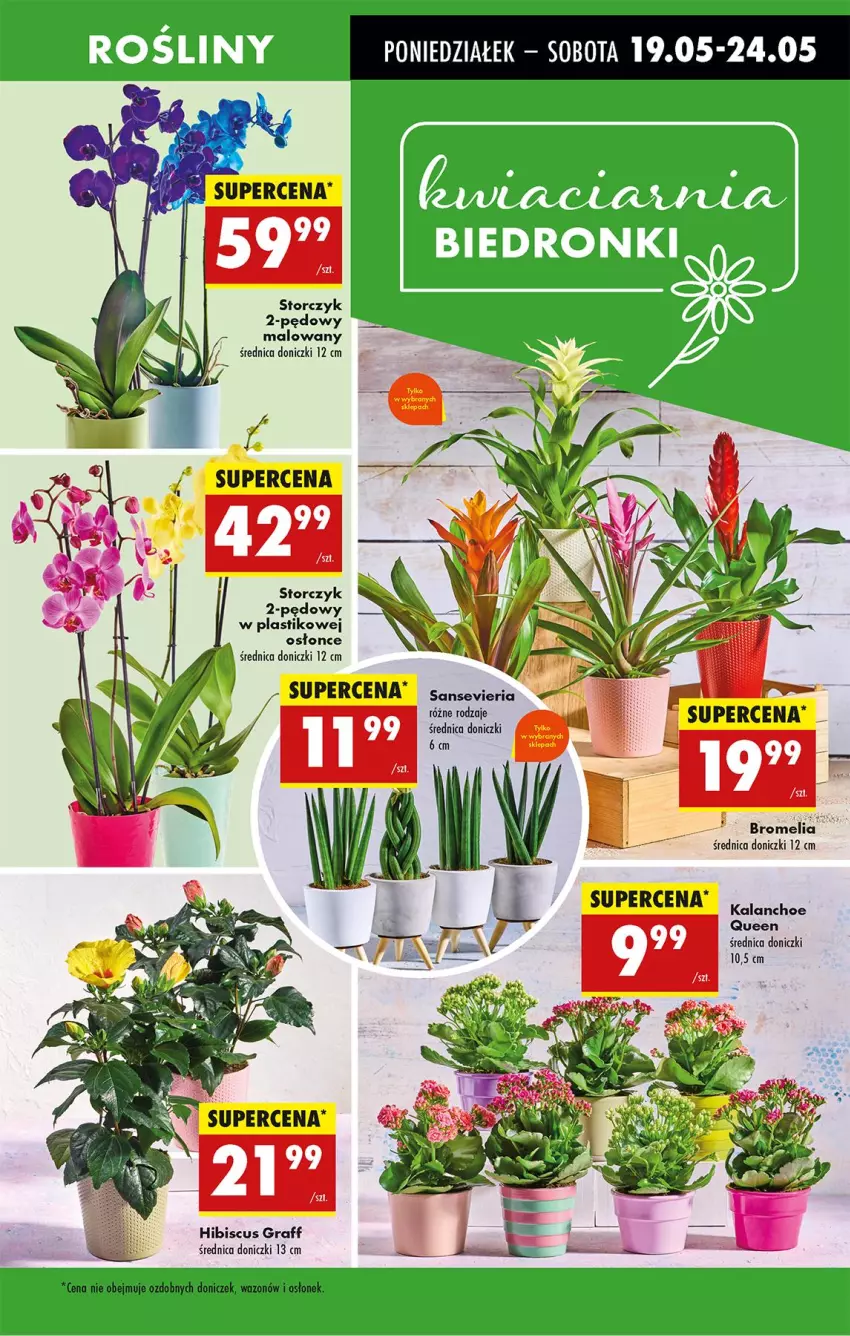 Gazetka promocyjna Biedronka - Od Poniedziałku - ważna 19.05 do 24.05.2025 - strona 19 - produkty: Bromelia, Gra, Kalanchoe, Storczyk, Wazon