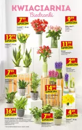 Gazetka promocyjna Biedronka - W tym tygodniu PN - Gazetka - ważna od 27.02 do 27.02.2021 - strona 61 - produkty: Hama, Sok, Hiacynt, Tulipan, Róża, Bukiet, Narcyz