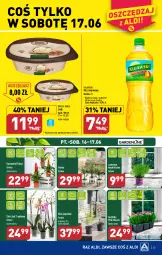 Gazetka promocyjna Aldi - Pełen katalog od 12.06 - Gazetka - ważna od 17.06 do 17.06.2023 - strona 25 - produkty: Kujawski, Palma, Lody, Storczyk, Olej rzepakowy, Olej