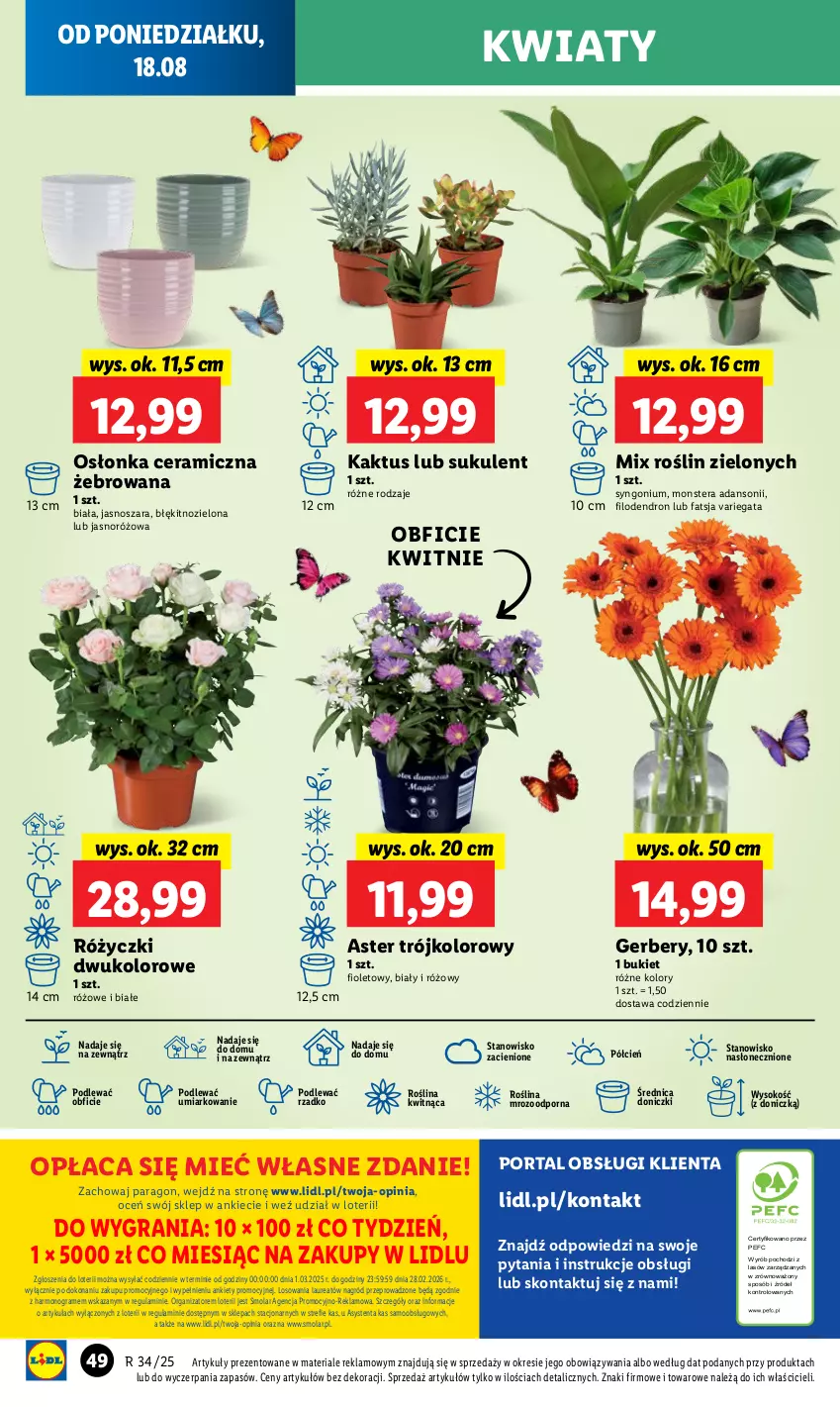 Gazetka promocyjna Lidl - GAZETKA - ważna 18.08 do 20.08.2025 - strona 64 - produkty: Bukiet, Cień, Fa, Gerber, Gra, Kaktus, Laur, Mola, O nas, Osłonka, Por, Portal, Sok, Sukulent, Tera