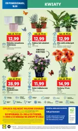 Gazetka promocyjna Lidl - GAZETKA - Gazetka - ważna od 20.08 do 20.08.2025 - strona 64 - produkty: Sok, Por, Gra, Gerber, Kaktus, Cień, O nas, Portal, Tera, Laur, Mola, Bukiet, Sukulent, Osłonka, Fa