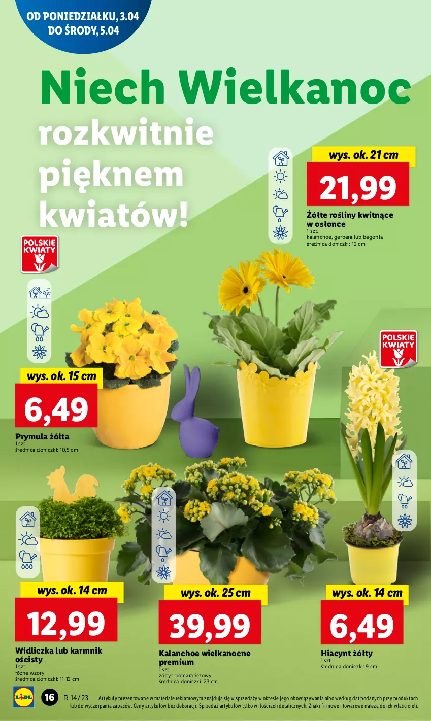 Gazetka promocyjna Lidl - GAZETKA - ważna 03.04 do 05.04.2023 - strona 20 - produkty: Gerber, Hiacynt, Kalanchoe, Prymula