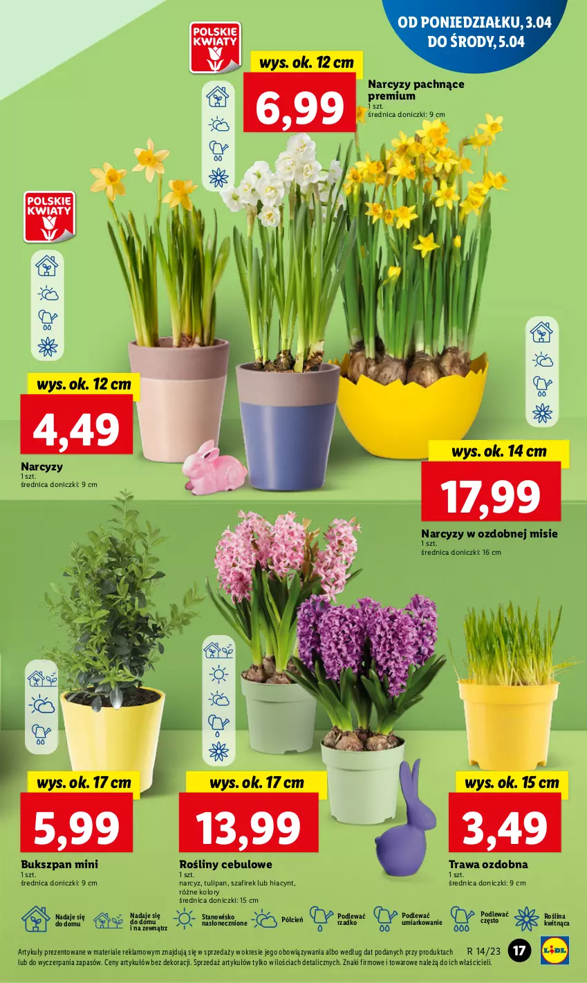 Gazetka promocyjna Lidl - GAZETKA - ważna 03.04 do 05.04.2023 - strona 21 - produkty: Cień, Hiacynt, Narcyz, O nas, Tulipan