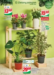 Gazetka promocyjna Dino - Gazetka - ważna od 25.02 do 25.02.2025 - strona 48 - produkty: Sok, Cyklamen, Lovely, Tera, Bukiet, Moments