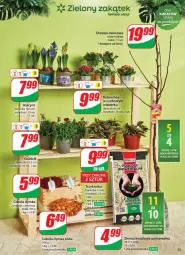 Gazetka promocyjna Dino - Gazetka - ważna od 25.02 do 25.02.2025 - strona 49 - produkty: Cebula, Sok, Cynk, Kalanchoe, LG, Fa