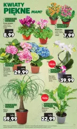 Gazetka promocyjna Kaufland - Gazetka tygodnia - Gazetka - ważna od 30.08 do 30.08.2023 - strona 55 - produkty: Kalanchoe, Tera, Storczyk