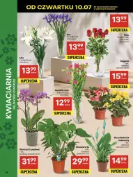 Gazetka promocyjna Delikatesy Centrum - Franczyza DC28 Czwartek - Gazetka - ważna od 16.07 do 16.07.2025 - strona 14 - produkty: Tera, Storczyk, Bukiet