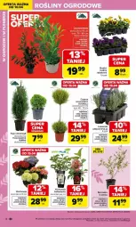 Gazetka promocyjna Carrefour - Gazetka Ogród, gdzie kwitnie życie - Gazetka - ważna od 02.05 do 02.05.2026 - strona 14 - produkty: Borówka, Bukiet