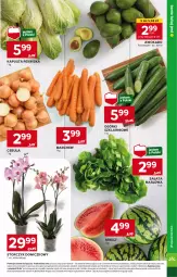 Gazetka promocyjna Stokrotka - Market - Gazetka - ważna od 22.05 do 22.05.2024 - strona 7 - produkty: Cebula, Sałata masłowa, Sałat, Storczyk, Arbuz, Masło