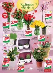 Gazetka promocyjna Dino - Gazetka - Gazetka - ważna od 15.02 do 15.02.2022 - strona 17 - produkty: Sok, Tulipan, Róża, Storczyk, Bukiet, Sukulent