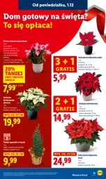 Gazetka promocyjna Lidl - GAZETKA - Gazetka - ważna od 03.12 do 03.12.2025 - strona 57 - produkty: Sok, Gra, Cyprysik, Kaktus, Gwiazda