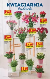 Gazetka promocyjna Biedronka - W tym tygodniu - Gazetka - ważna od 04.08 do 04.08.2021 - strona 9 - produkty: Sok, Róża, Cynk, Kalanchoe