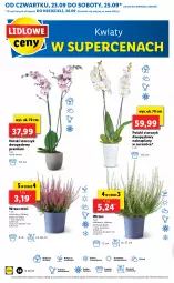 Gazetka promocyjna Lidl - GAZETKA - Gazetka - ważna od 26.09 do 26.09.2021 - strona 58 - produkty: Sok, Por, Cień, O nas, Storczyk