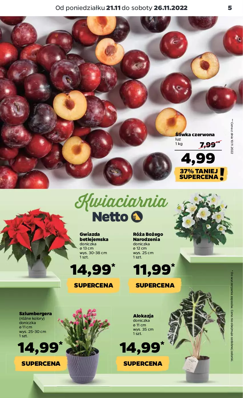 Gazetka promocyjna Netto - Artykuły spożywcze - ważna 21.11 do 26.11.2022 - strona 5 - produkty: Gwiazda, Róża, Szlumbergera