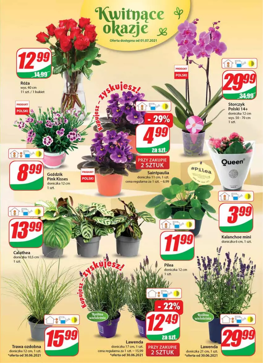 Gazetka promocyjna Dino - Gazetka - ważna 30.06 do 06.07.2021 - strona 15 - produkty: Bukiet, Kalanchoe, Róża, Storczyk