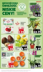 Gazetka promocyjna Kaufland - Gazetka - ważna od 31.01 do 31.01.2024 - strona 7 - produkty: Sok, Hiacynt, Dzwonek, Pomarańcze, Siatka, Sok jabłkowy, Storczyk, Fa