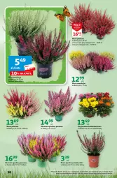 Gazetka promocyjna Auchan - Gazetka Sezonowe korzyści Hipermarket Auchan - Gazetka - ważna od 06.09 do 06.09.2023 - strona 38 - produkty: Chryzantema