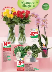 Gazetka promocyjna Dino - Gazetka - ważna od 23.04 do 23.04.2024 - strona 47 - produkty: Sok, Storczyk, Bukiet
