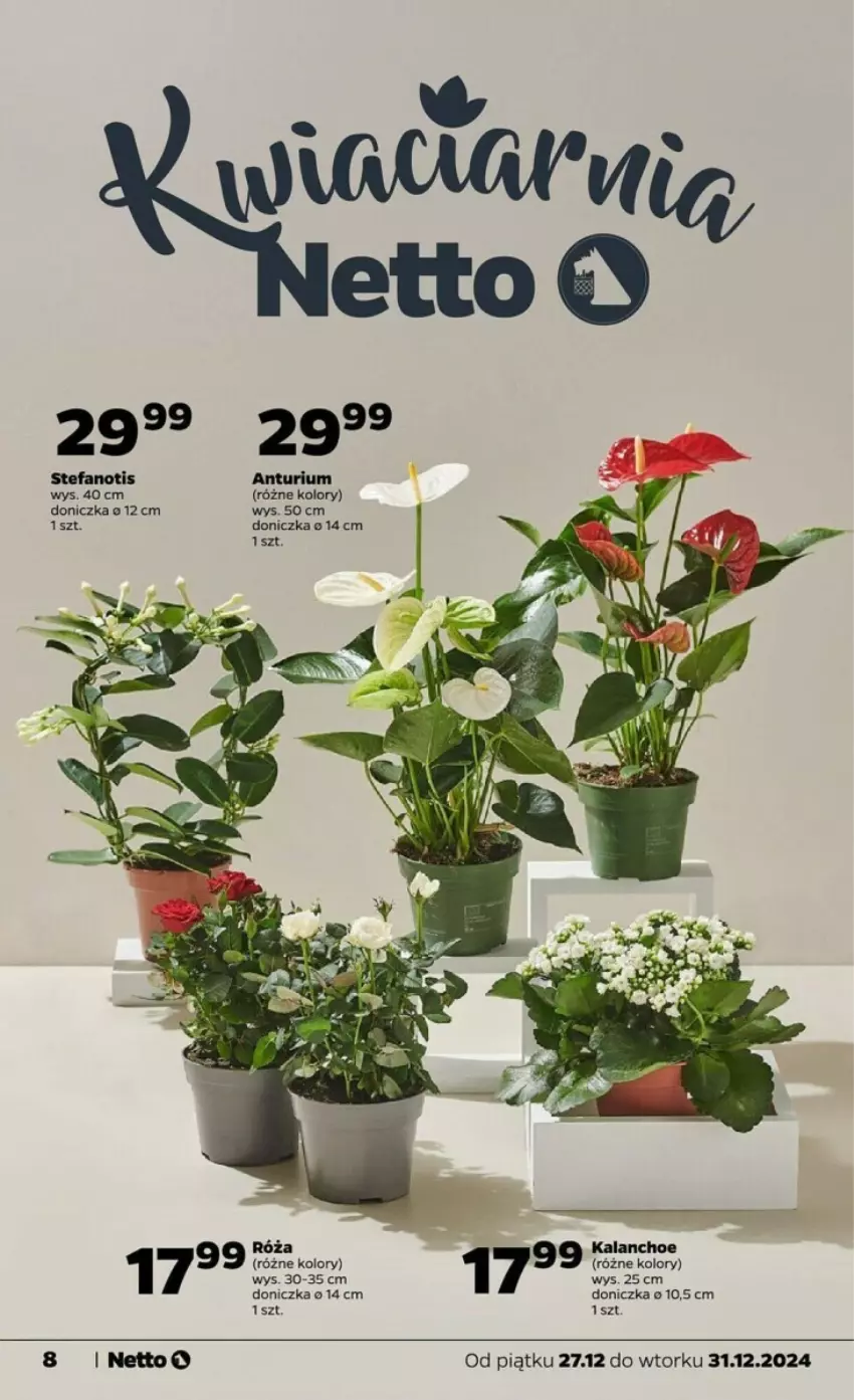 Gazetka promocyjna Netto - ważna 27.12 do 31.12.2024 - strona 31 - produkty: Fa, Kalanchoe, Róża