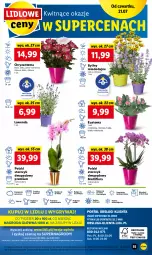 Gazetka promocyjna Lidl - GAZETKA - Gazetka - ważna od 23.07 do 23.07.2022 - strona 55 - produkty: Sok, Por, Gry, Chryzantema, Cień, O nas, Storczyk, Mola, Flora