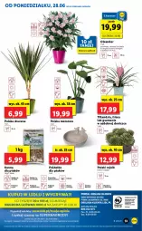 Gazetka promocyjna Lidl - GAZETKA - Gazetka - ważna od 30.06 do 30.06.2021 - strona 53 - produkty: Sok, Cień, O nas, Tera