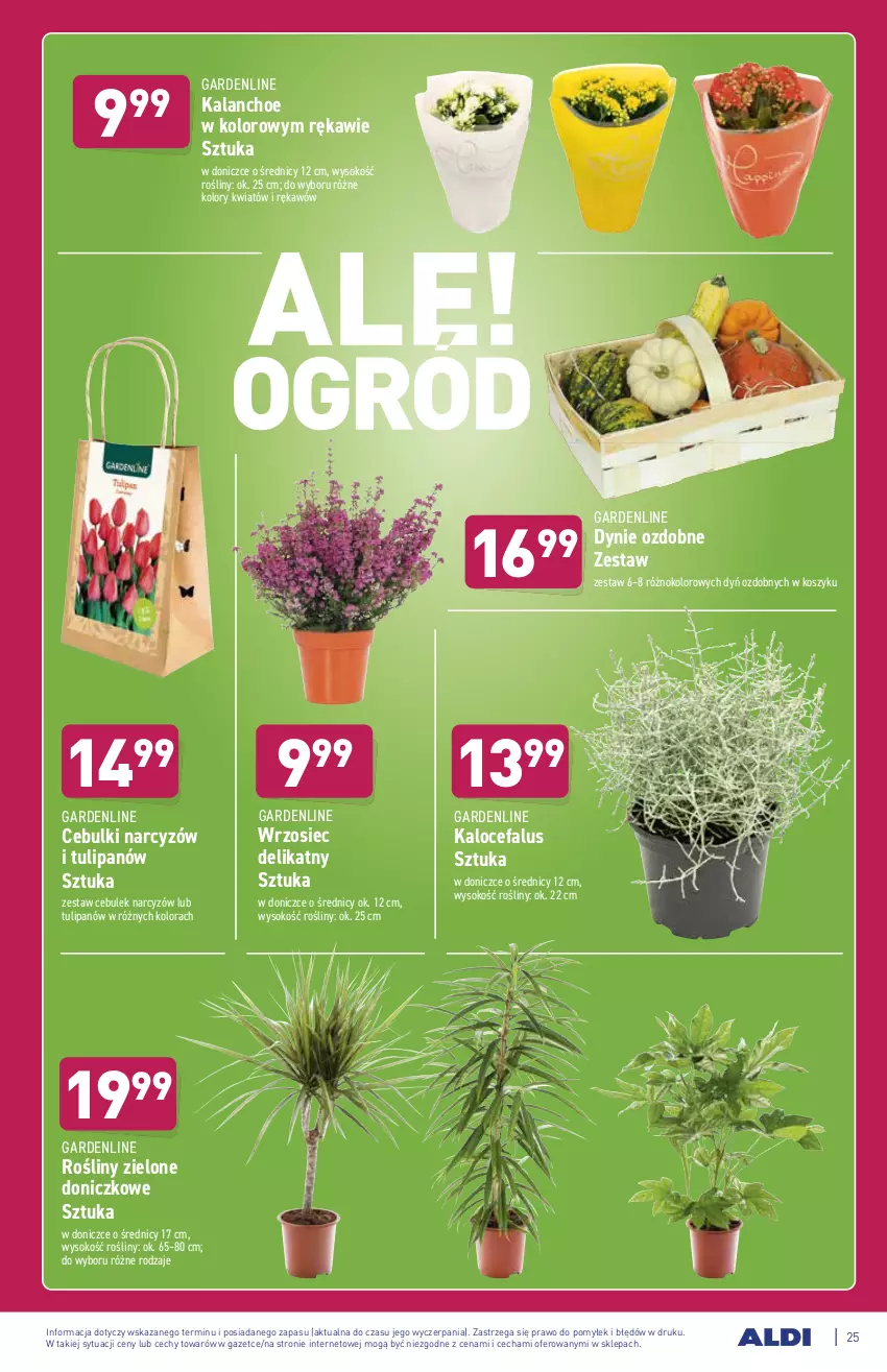 Gazetka promocyjna Aldi - ważna 27.09 do 02.10.2021 - strona 25 - produkty: Fa, Kalanchoe, Kosz, Narcyz, Sok, Tulipan