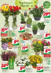 Gazetka promocyjna Dino - Gazetka - ważna od 22.10 do 22.10.2024 - strona 5 - produkty: Sok, Róża, Chryzantema, Kaktus, Kalanchoe, Bukiet