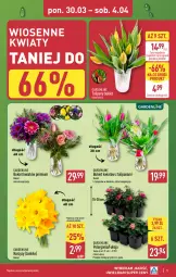 Gazetka promocyjna Aldi - Pełna oferta - Gazetka - ważna od 04.04 do 04.04.2026 - strona 5 - produkty: Tulipan, Bukiet, Narcyz